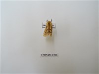 藏品(碎斑黃東燈蛾)的圖片